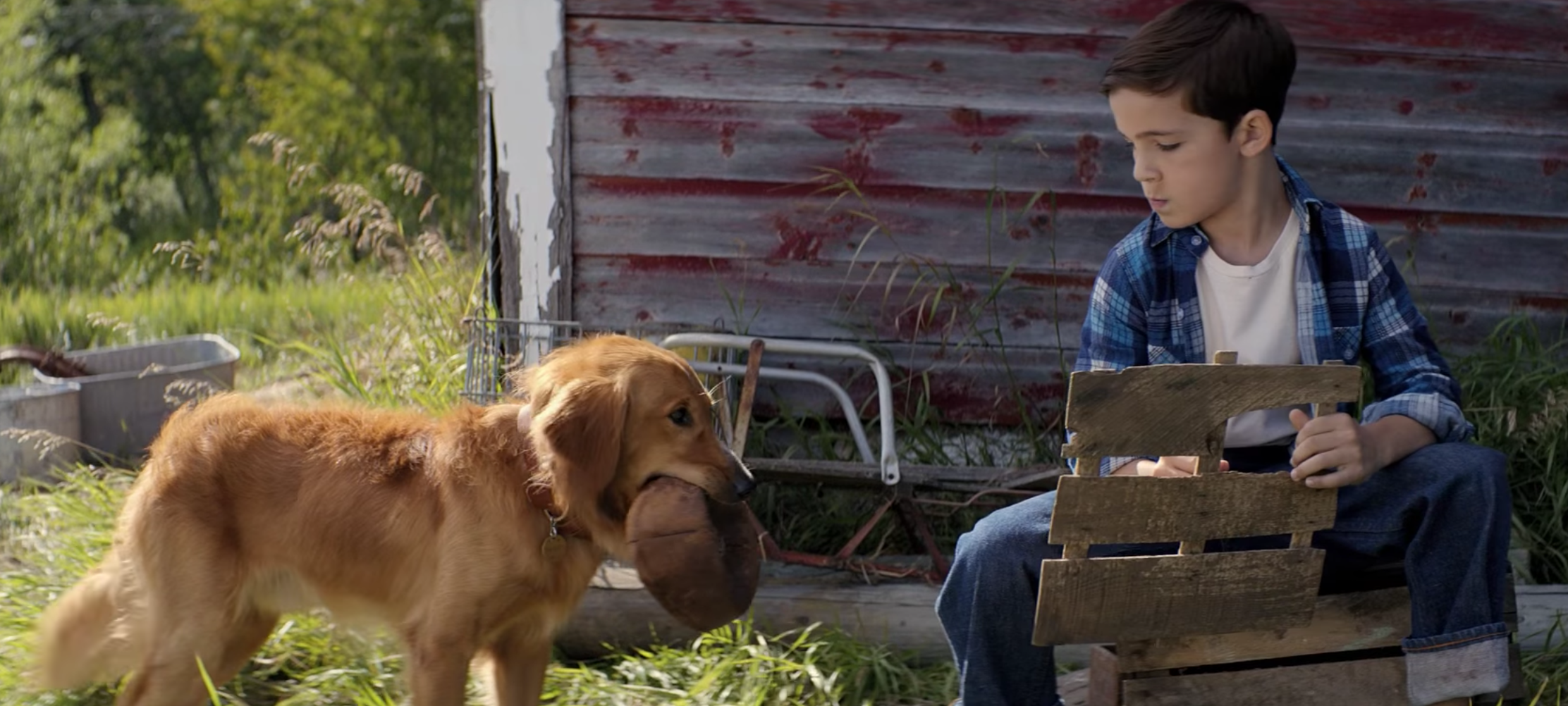 A DOG S PURPOSE 2017 MOVIE REVIEW The Special Bond Between A Dog a-dog-s-purpose-2017-movie-review-the-special-bond-between-a-dog